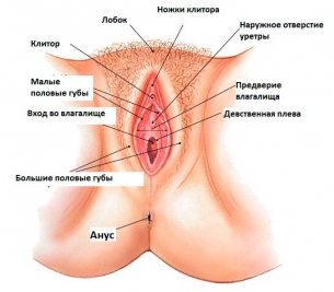 Нормальное расположение наружного отверстия уретры у женщин